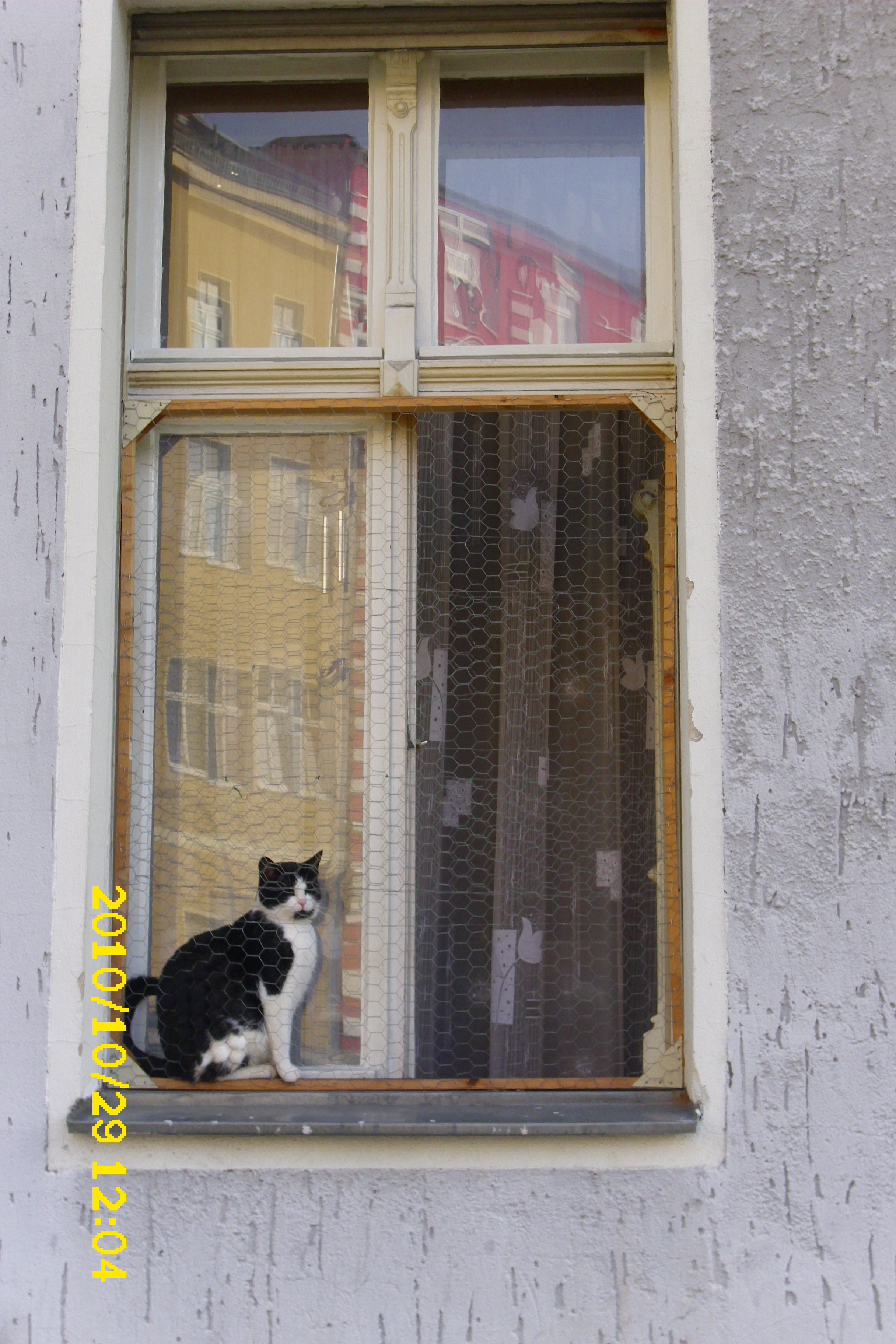 Farbfoto: Die Katze guckt durch ein Fenster in die Bendastraße. Im Bezirk Neukölln in Berlin im Oktober des Jares 2010. Foto: Erwin Thomasius.