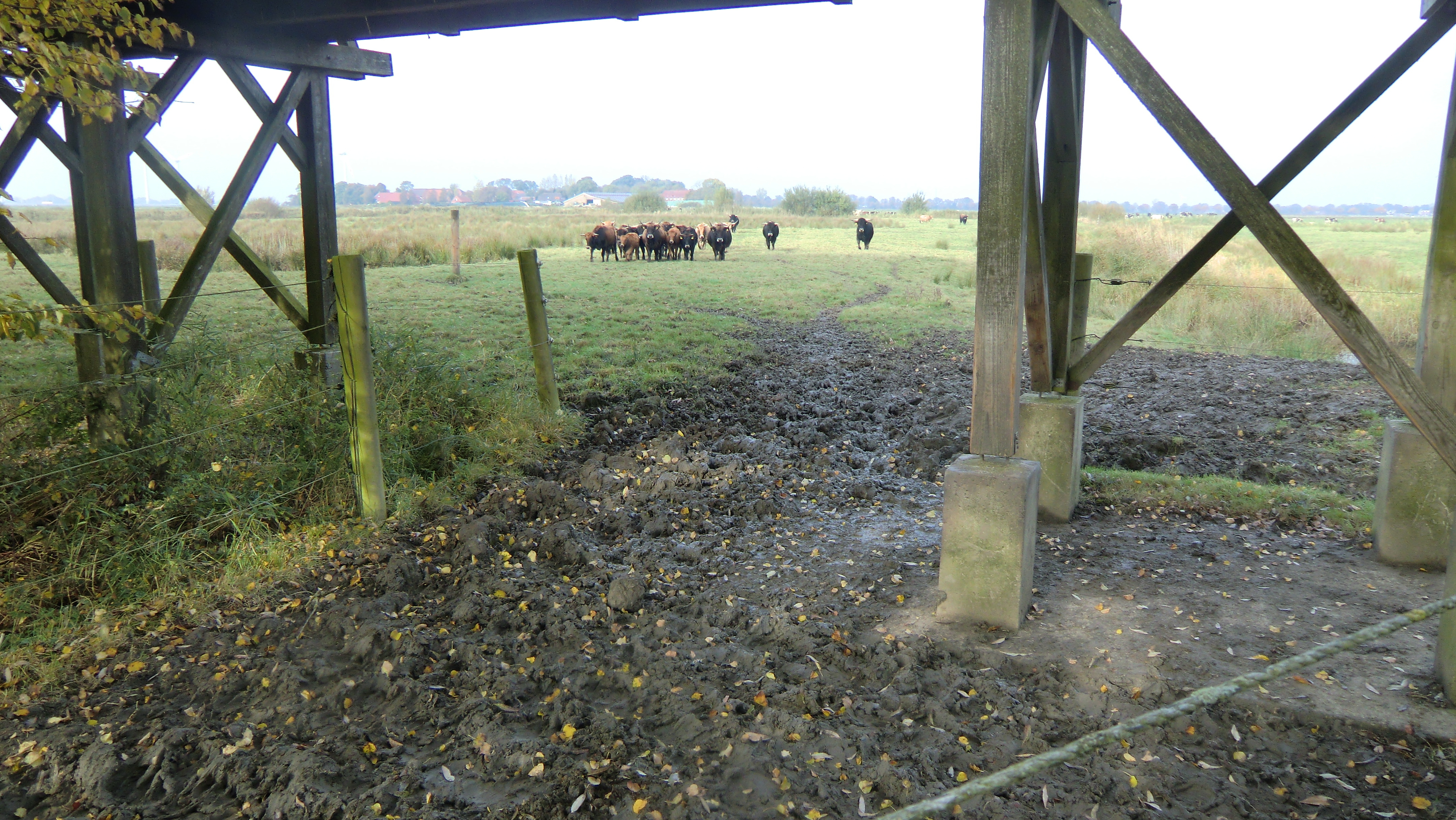 Foto von nachgezüchteten Auerochsen bei Coldam aus dem Jahr 2016. Foto: Ingrid Oostinga