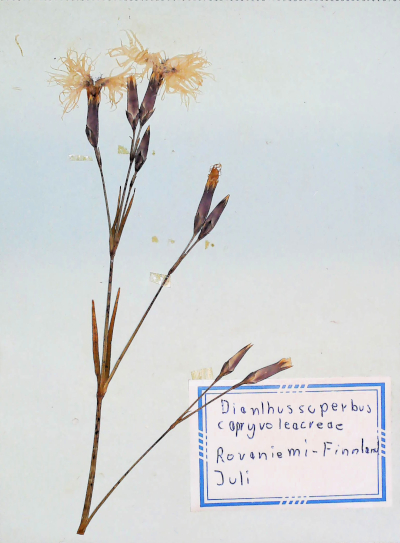 In Finnland nördlich von Rovaniemi gefundene und anschließend gepresste und getrocknete Prachtnelke in meinem Herbarium aus dem Jahre 1966. Erwin Thomasius.