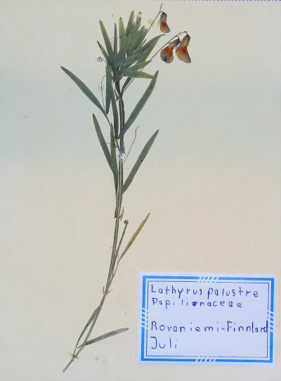 In Finnland nördlich von Rovaniemi gefundene und anschließend gepresste und getrocknete Sumpf-Platterbse in meinem Herbarium aus dem Jahre 1966. Erwin Thomasius.