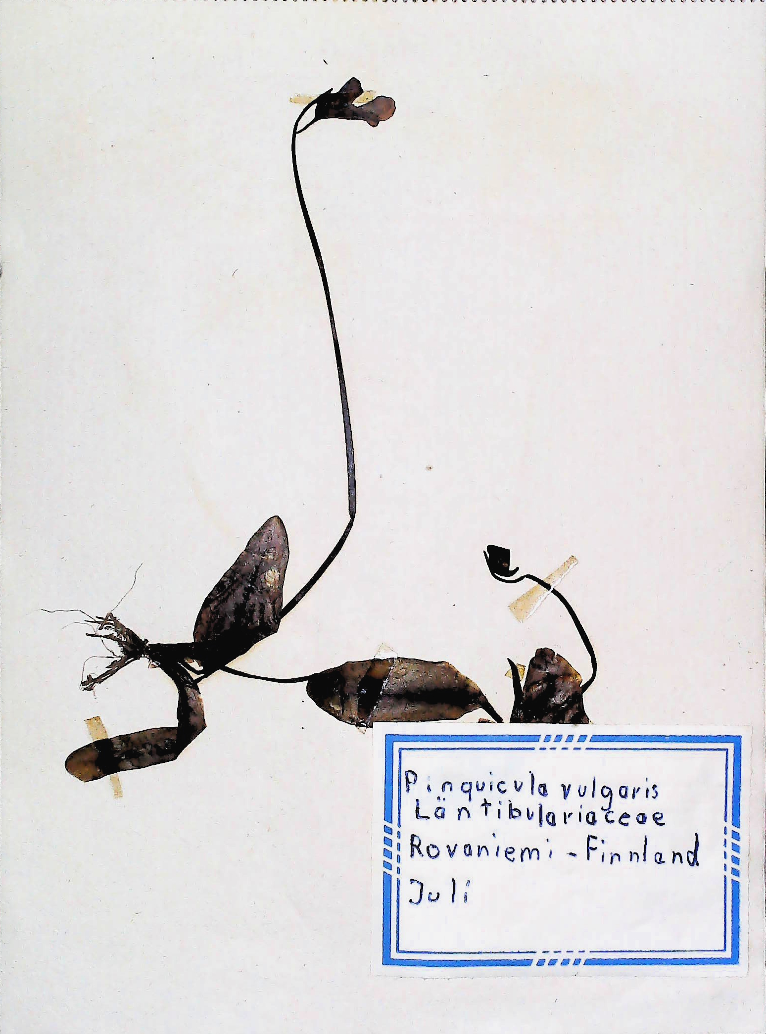 In Finnland nördlich von Rovaniemi im Juli des Jahres 1966 gefundenes und anschließend gepresstes und getrocknetes Gemeines Fettkraut in meinem Herbarium aus dem Jahre 1966. Erwin Thomasius.