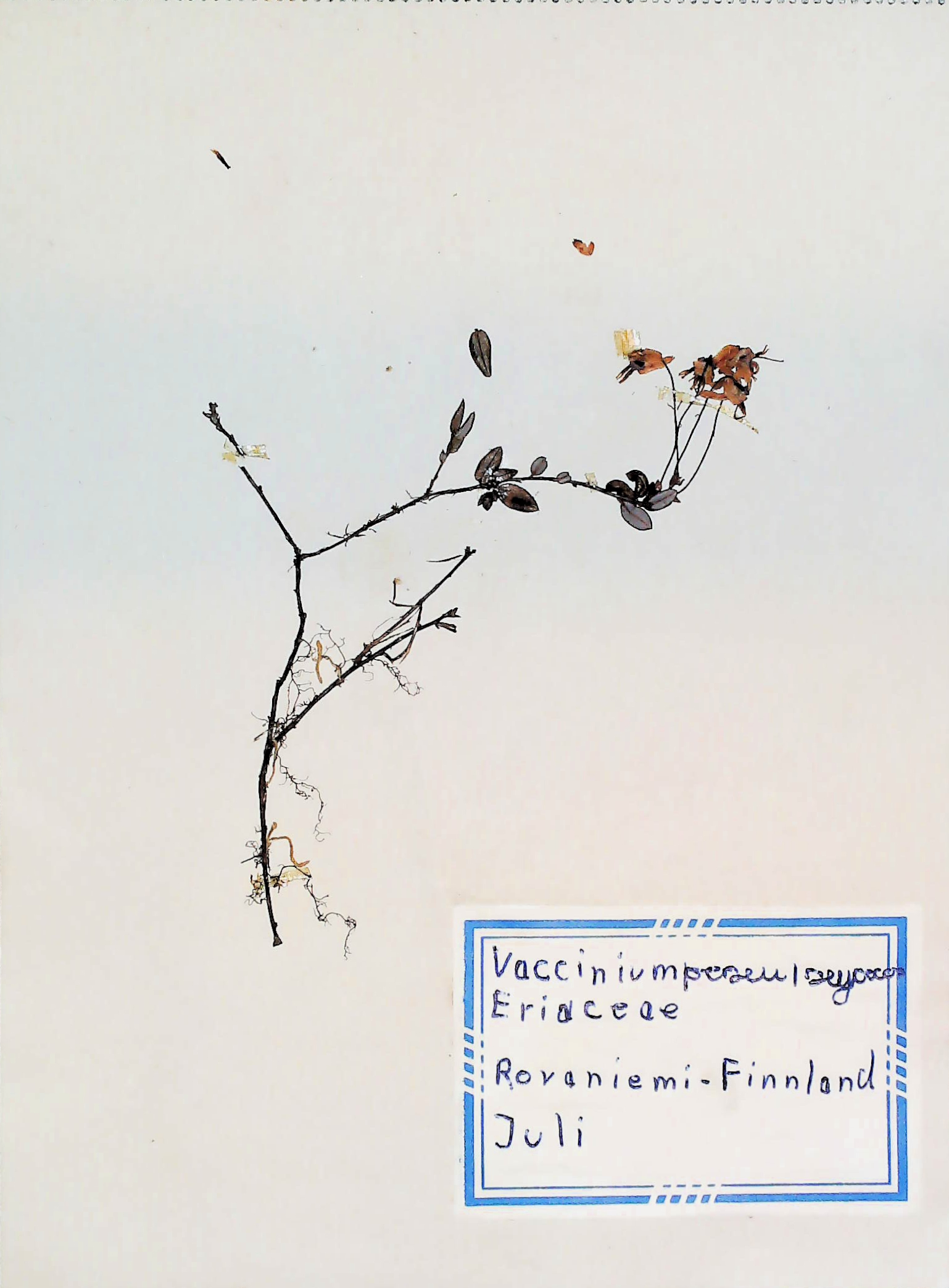 In Finnland nördlich von Rovaniemi im Juli des Jahres 1966 gefundene und anschließend gepresste und getrocknete Vaccinium oxycoccos in meinem Herbarium aus dem Jahre 1966. Erwin Thomasius.