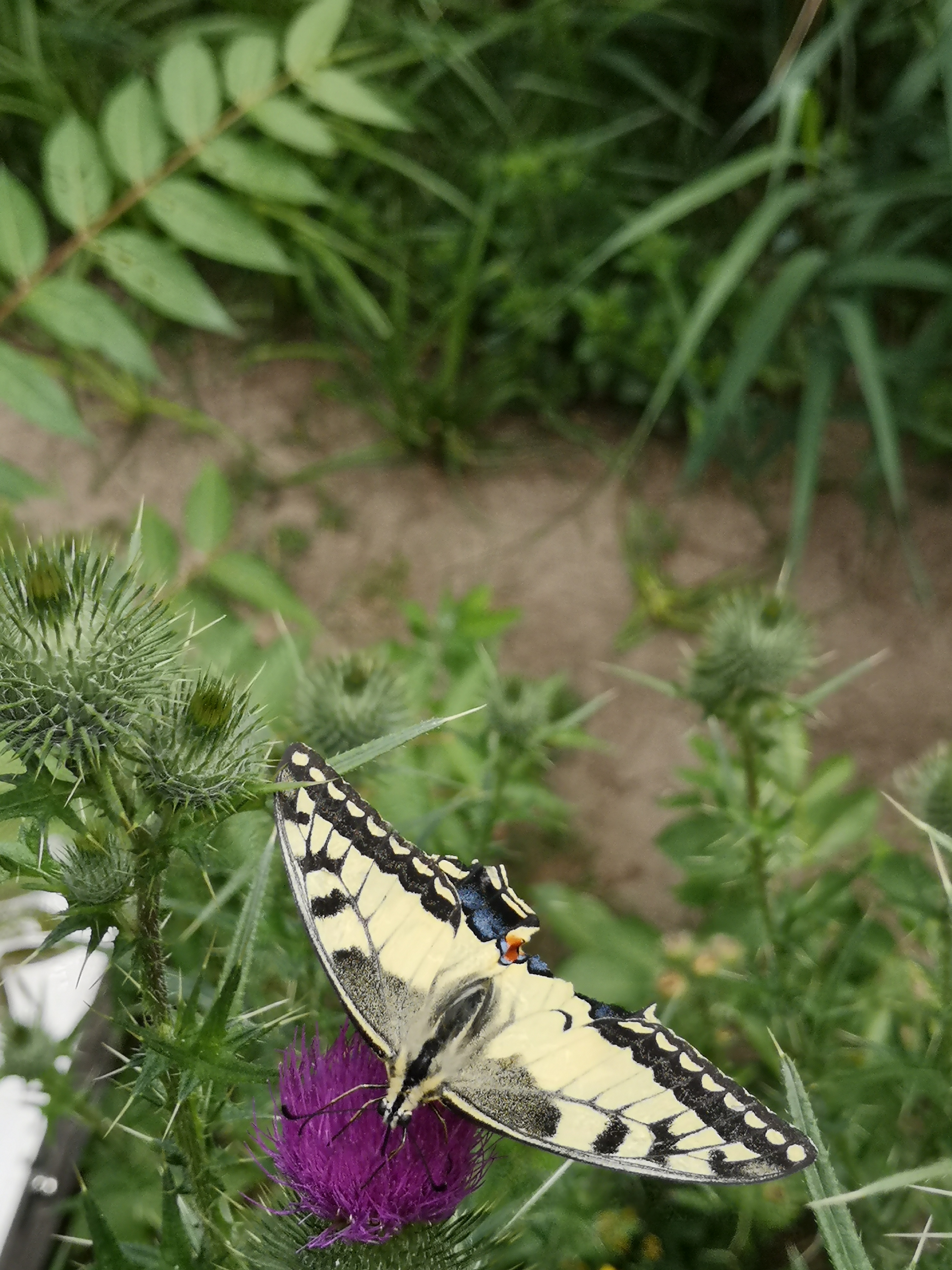 Farbfoto: Der Schmetterling Papilio machaon auf einer Distel im Volkspark Hasenheide in Berlin im Juli 2022. Fotograf: Erwin Thomasius.