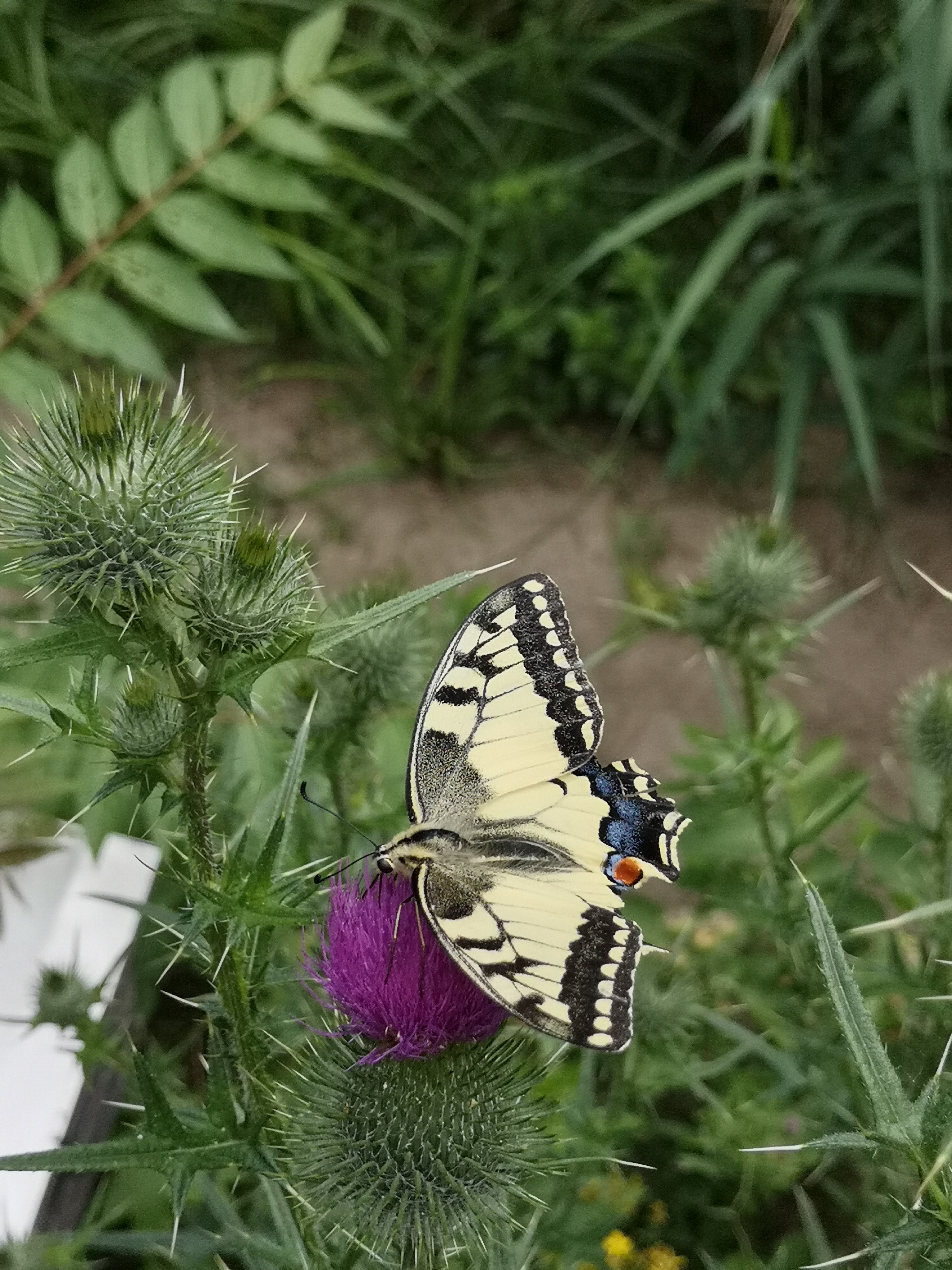 Farbfoto: Der Schmetterling Papilio machaon auf einer Distel im Volkspark Hasenheide in Berlin im Juli 2022. Fotograf: Erwin Thomasius.