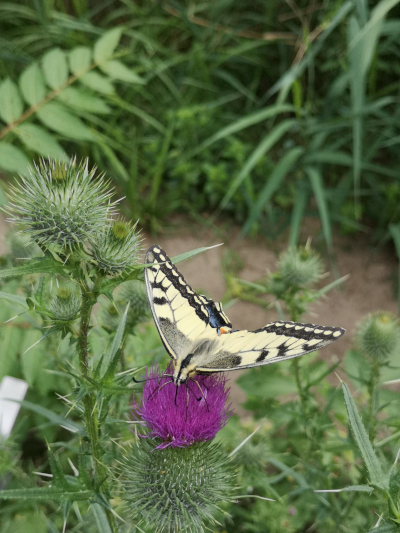 Farbfoto: Der Schmetterlinf Schwalbenschwanz im Volkspark Hasenheide im Bezirk Neukölln in Berlin im Juli des Jahres 2022. Fotograf: Erwin Thomasius.