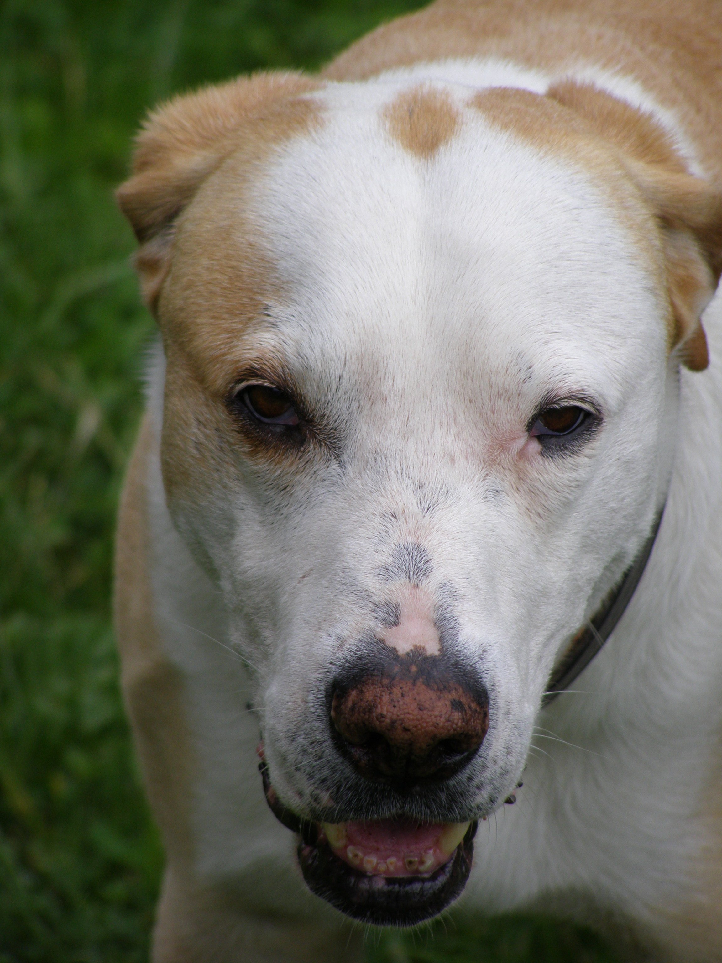 Photo von dem Hund "Ganesh" in Traunstein in Bayern im Jahre 2008. Photographin: Luise.