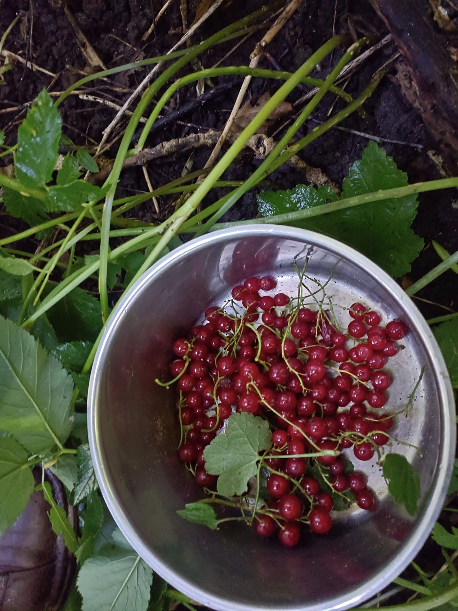 Farbfoto: Von Ralf Splettstoesser im Juli des Jahres 2024 selbst gesammelte und gegessene Rote Johannisbeeren. Foto: Ralf Splettstoesser.