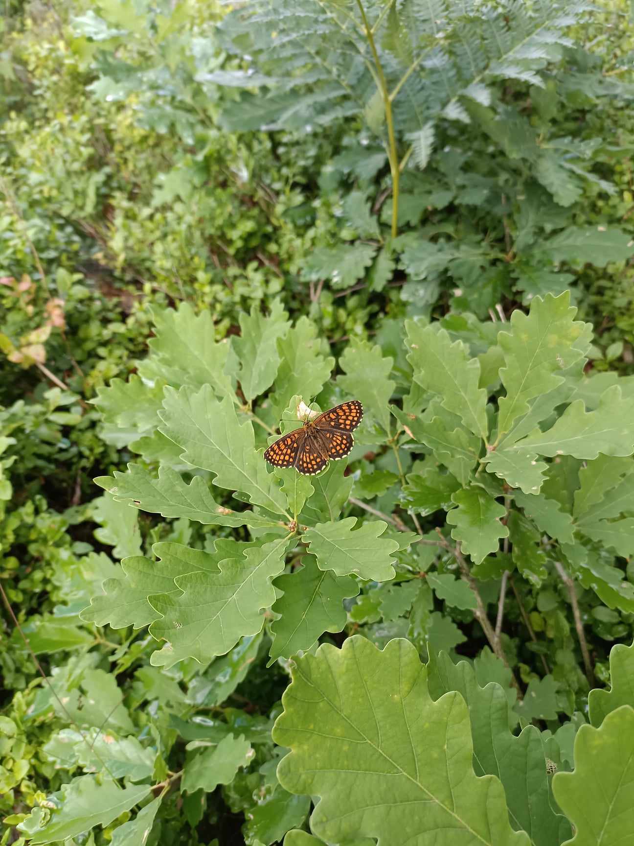 Farbfoto: Ein Schmetterling. Foto: Ralf Splettstoesser.