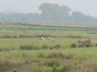 Foto von nachgezüchteten Europäischen Wildpferden am Thedingaer Vorwerk vom Mittwoch, dem 26. Oktober 2016. Fotograf: Erwin Thomasius.