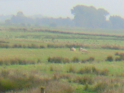 Foto von nachgezüchteten Europäischen Wildpferden in der Weidelandschaft THEDINGAER VORWERK zwischen dem Ostufer der Ems und dem ehemaligen Kloster Thedinga vom Mittwoch, dem 26. Oktober 2016. Fotograf: Erwin Thomasius.