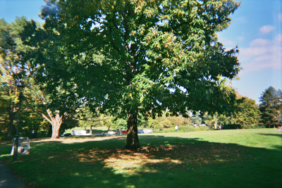 Farbfoto: Der Esskastanienbaum - Castanea sativa L. - im Oktober des Jahres 2014 im Park Thomashöhe im Bezirk Neukölln in Berlin.