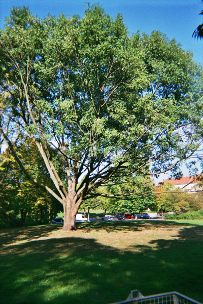 Farbfoto: Der Geweihbaum - Gymnocladus dioicus (L.) K.Koch - im Oktober des Jahres 2014 im Park Thomashöhe im Bezirk Neukölln in Berlin.