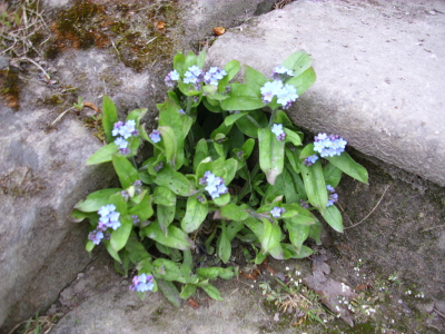 Farbfoto: Eine blaublühende Vergissmeinnichtpflanze wächst aus der Steintreppe neben Goethes Gartenhaus in Weimar im Park an der Ilm am 22. April im Jahre 2012. Fotograf: Bernd Paepcke