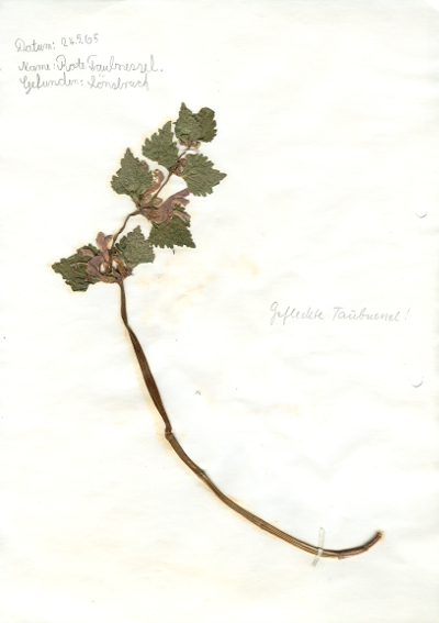 In Hildesheim im Lönsbruch gefundene und anschließend gepresste und getrocknete Pflanze in meinem Herbarium aus dem Jahre 1965. Erwin Thomasius.