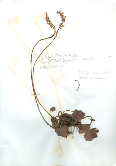 In Hildesheim auf dem Innersteufer gefundene und anschließend gepresste und getrocknete Pflanze in meinem Herbarium aus dem Jahre 1965. Erwin Thomasius.