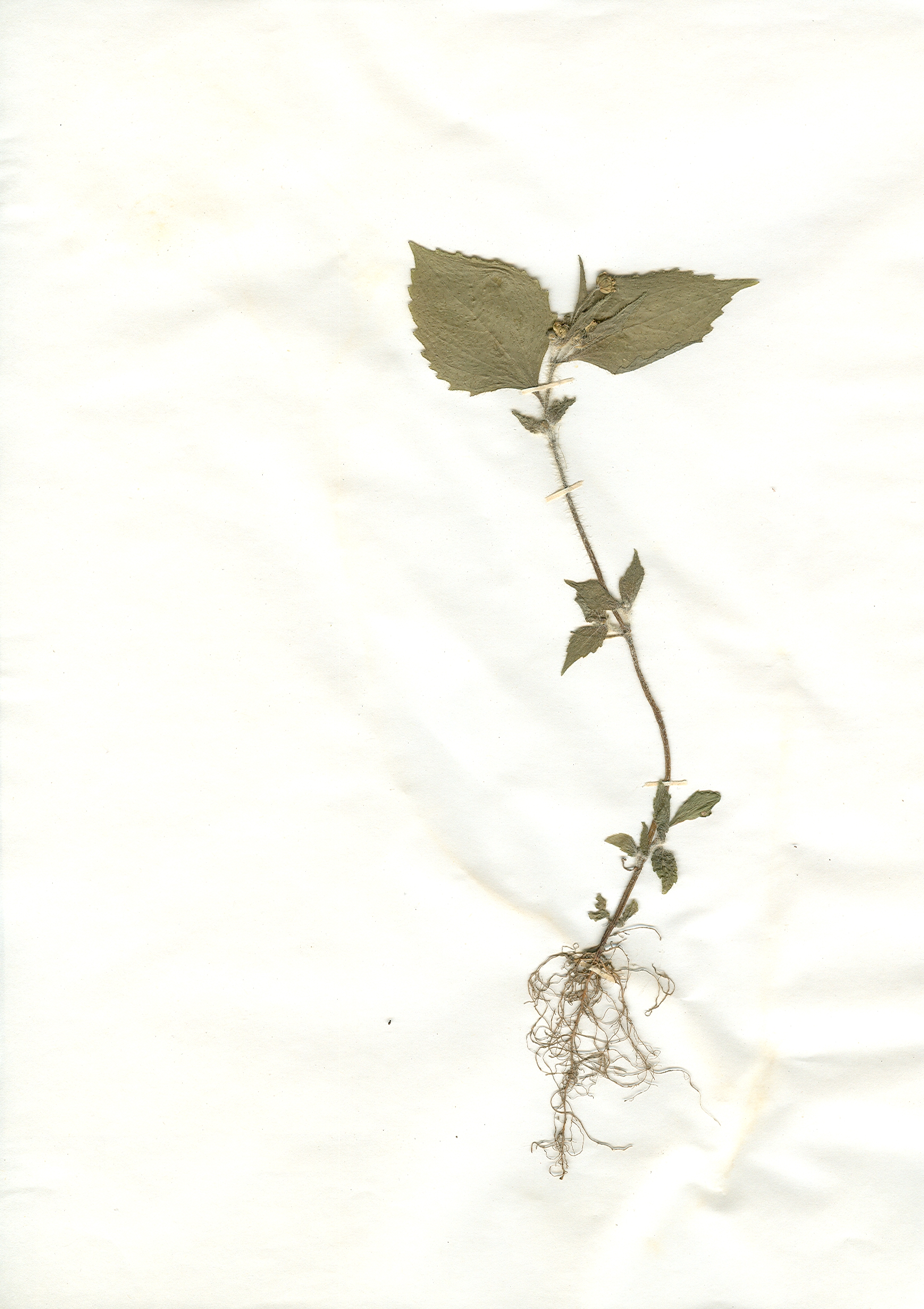 Irgendwo gefundene und anschließend gepresste und getrocknete Pflanze in meinem Herbarium aus dem Jahre 1965. Erwin Thomasius.