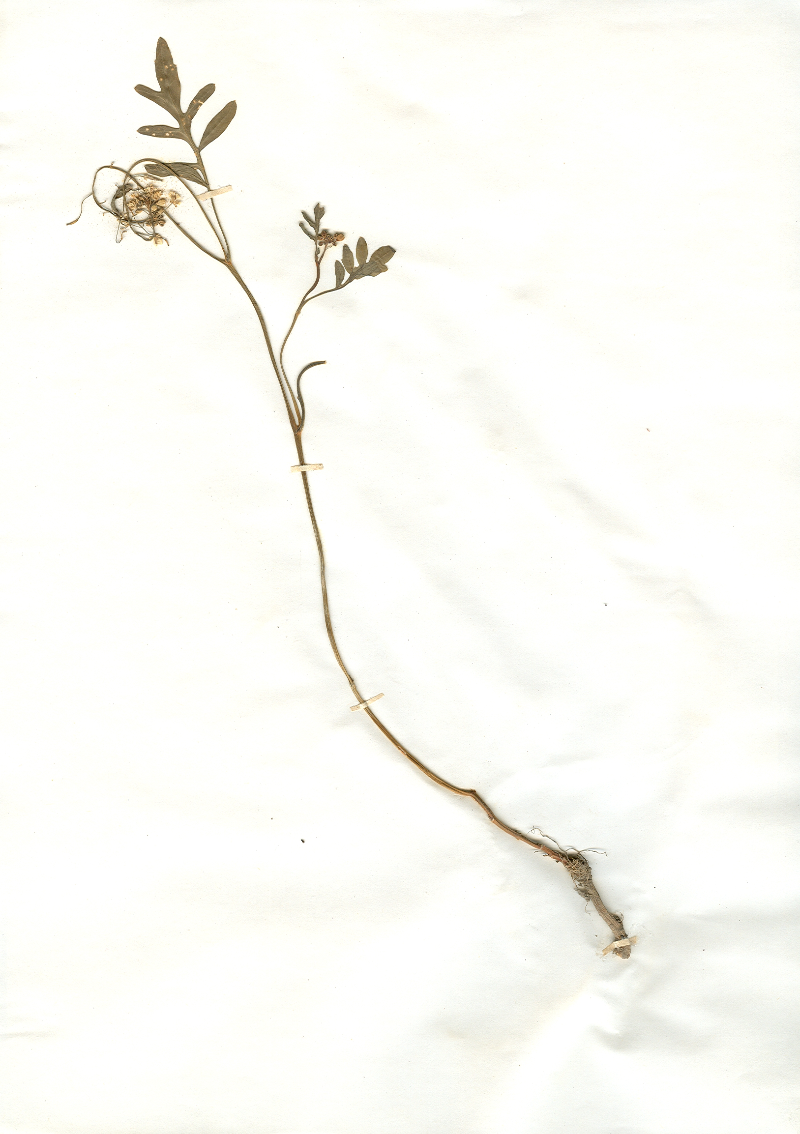 Irgendwo gefundene und anschließend gepresste und getrocknete Pflanze in meinem Herbarium aus dem Jahre 1965. Erwin Thomasius.