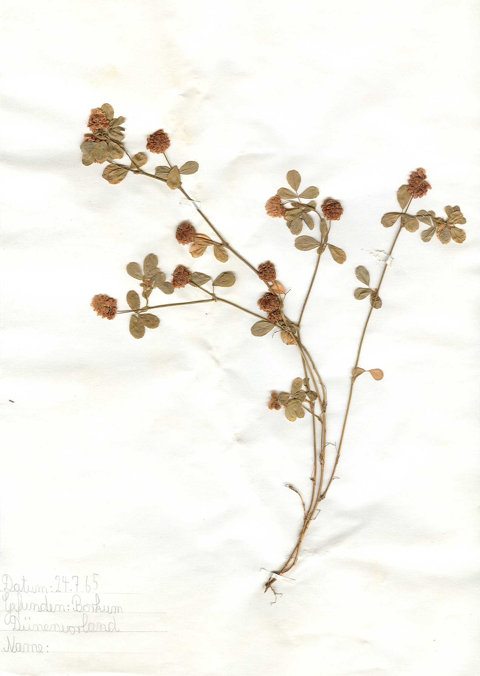 Auf Borkum im Dünenvorland gefundene und anschließend gepresste und getrocknete Pflanze in meinem Herbarium aus dem Jahre 1965. Erwin Thomasius.