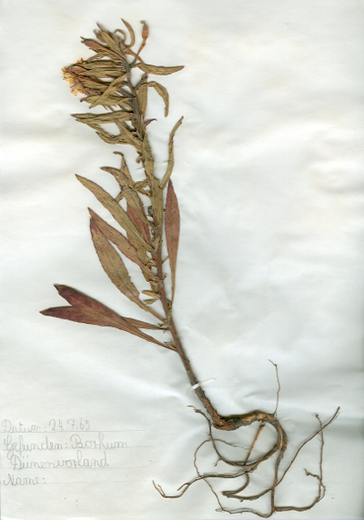 Auf Borkum im Dünenvorland gefundene und anschließend gepresste und getrocknete Pflanze in meinem Herbarium aus dem Jahre 1965. Erwin Thomasius.