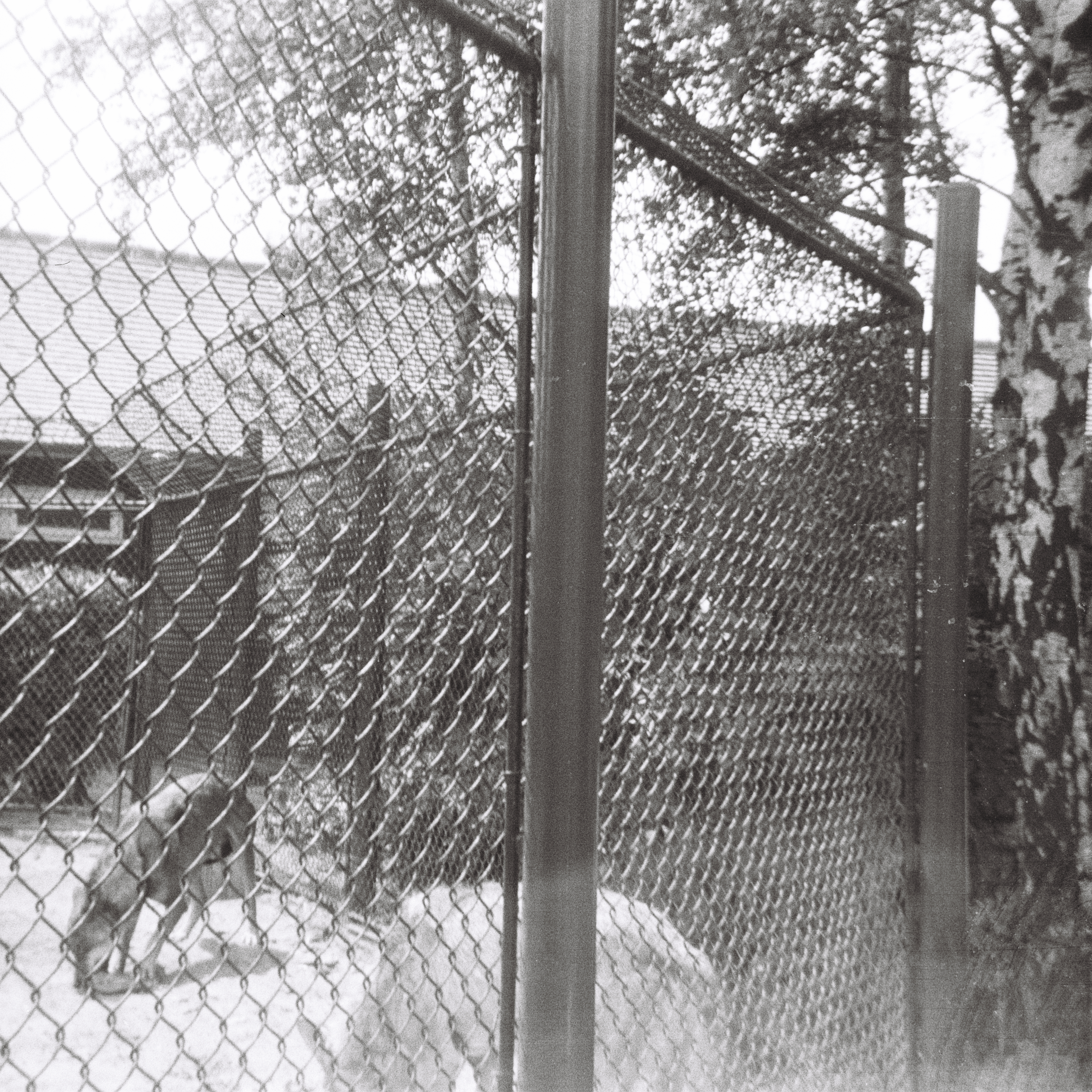 Foto von Wölfen im Rotterdamer Zoo. 1966.