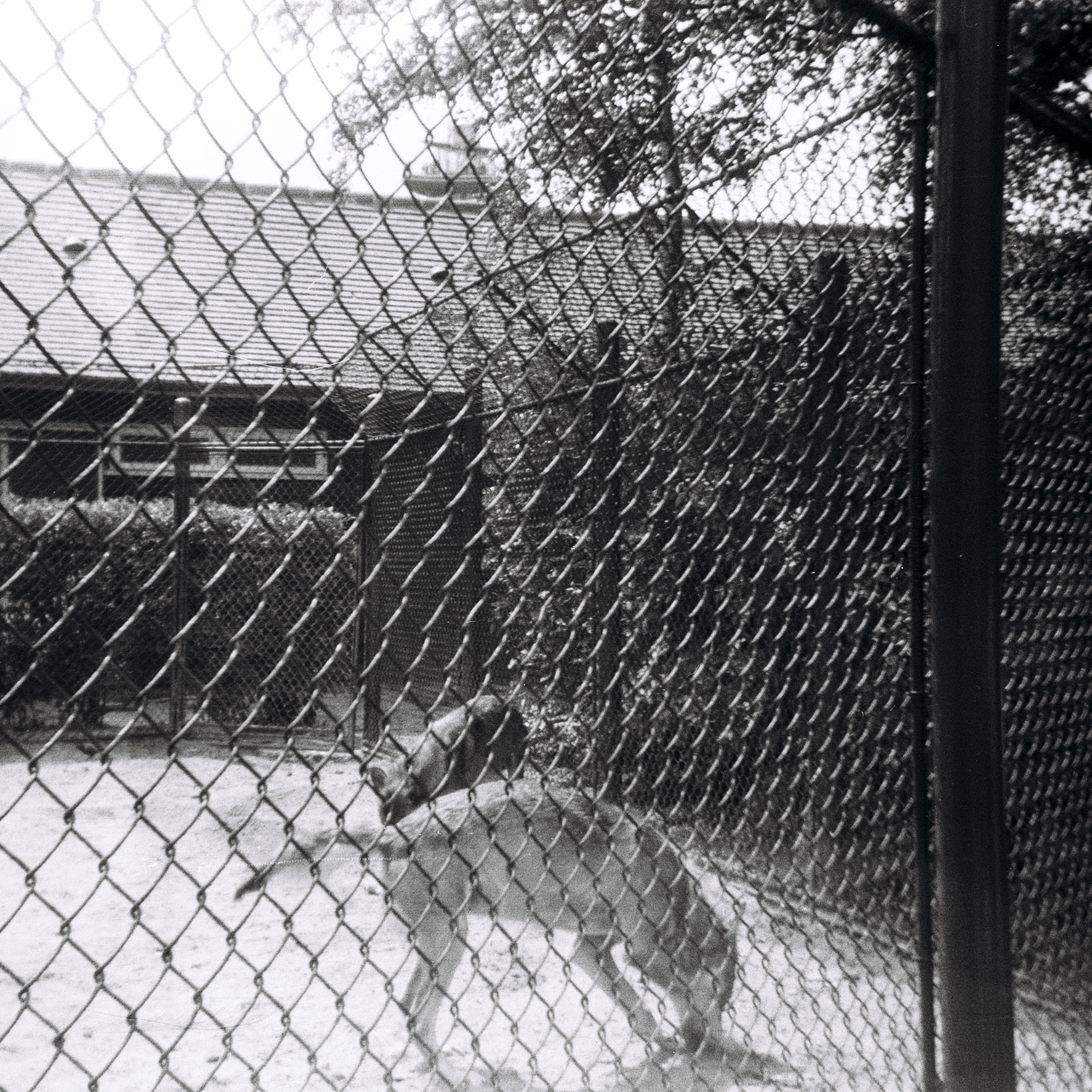 Foto von Wölfen im Rotterdamer Zoo. 1966.