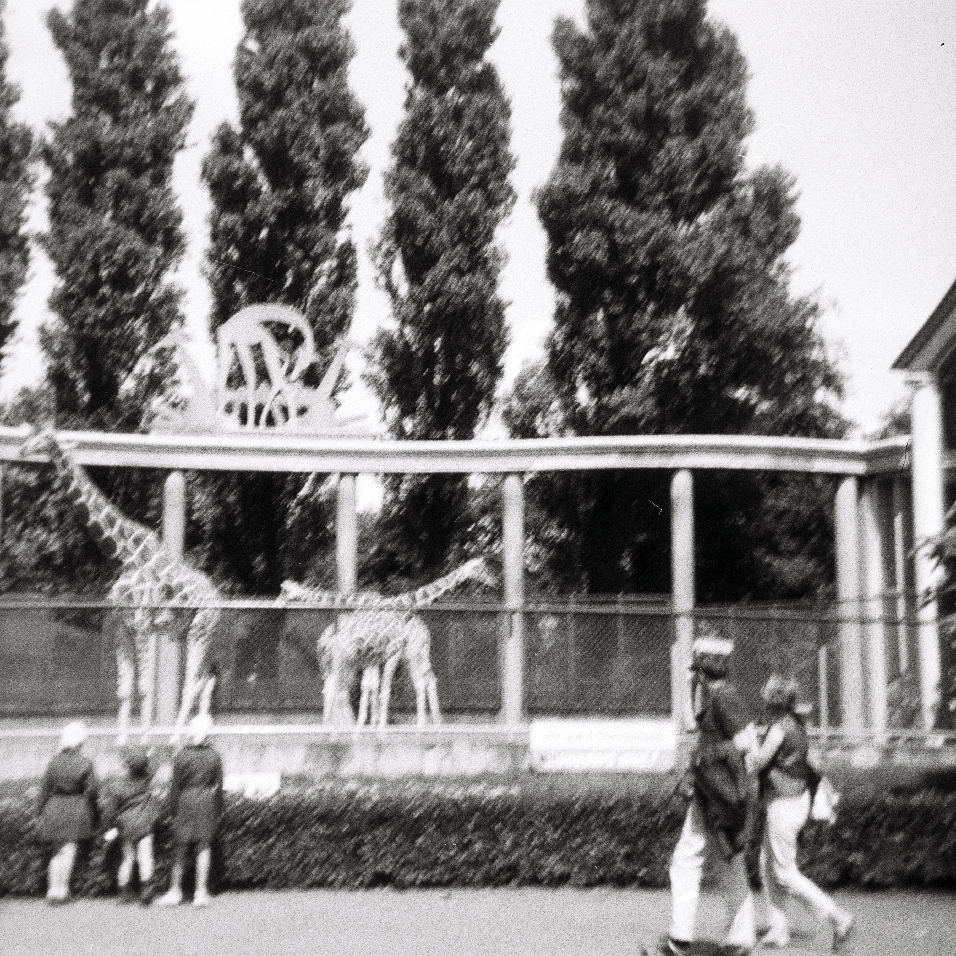 Foto von Menschen und Giraffen im Rotterdamer Zoo. 1966.